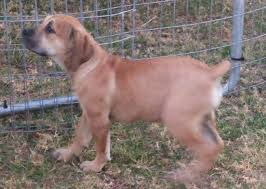 Folge deiner leidenschaft bei ebay! Purebred Boerboel Puppies For Sale Special Price Port Elizabeth Dogs Puppies Public Ads 58254