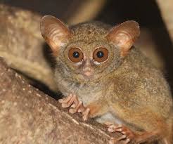 Fauna australis menempati wilayah indonesia bagian timur seperti kepulauan di papua dan maluku utara. Petunjuk Luar Biasa Wallace Di Nusantara Mongabay Co Id Mongabay Co Id