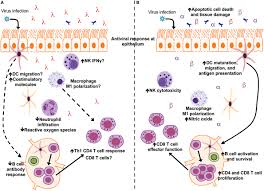 The main symptoms of coronavirus the nhs advises people to look out for are: Frontiers Interferon Lambda Genetics And Biology In Regulation Of Viral Control Immunology