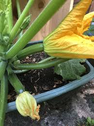 If they were high up in the. Female Courgette Flowers Only Should I Pick The Veg Bbc Gardeners World Magazine