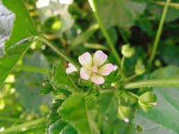 Image result for Malva verticillata