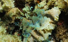 Image result for Satyrium schimperi