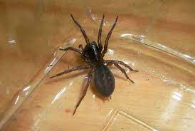 You can find black widows in every continent of the. 22 Of The Spiders You Might Find In Michigan And One You Likely Won T Mlive Com