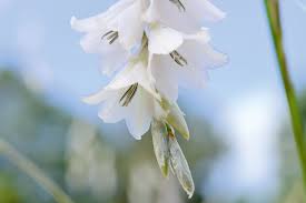 Image result for Dierama formosum/plowesii intermediates