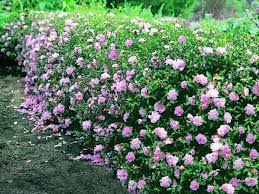Camellia Sasanqua Camellia Camellia Sasanqua Paradise Petite Flower Garden Plants Camellia Plant Flower Garden