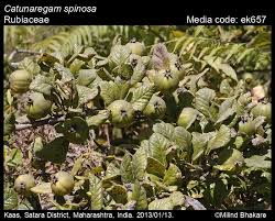 Image result for Catunaregam