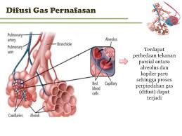 Proses pertukaran antara o2 dengan co2 terjadi secara difusi, yaitu perpindahan zat terlarut (o2 atau co2) dari daerah yang memiliki konsentrasi dan tekanan tinggi ke daerah yang. Fisiologi Sistem Respirasi Bag Ii Fisika Dalam Sistem Respirasi Ppt Download