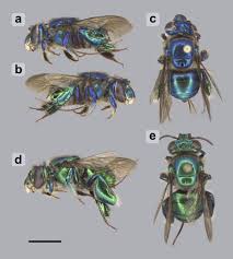 Image result for Styppeiochloa gynoglossa