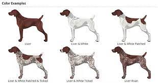 Established 1986, we are north america's premier destination for versatile gun dog training and german wirehaired pointers. Vom Hinterland German Shorthaired Pointers Breeders Of Gsp Puppies German Shorthaired Pointer Gsp Puppies German Shorthaired Pointer Dog