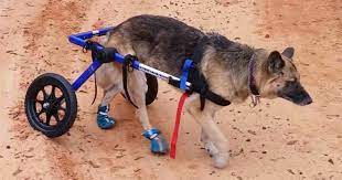 Does My Dog Have Degenerative Myelopathy Walkerville Vet