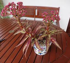 Image result for Crassula alba