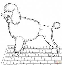 Pin On Poodle