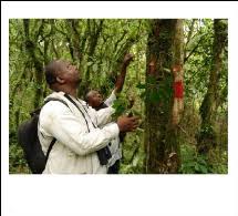 Image result for Vernonia kirungae