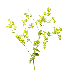 Image result for Alchemilla microbetula