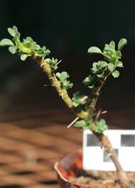 Image result for Monsonia senegalensis