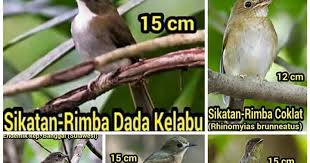 Biasanya ikan cupang betina berwarna kusam dan cenderung gelap, terutama pada bagian tubuhnya. Sikatan Rimba Dada Coklat Srdc Rhinomyias Olivacea Tips Dan Bisnis Seputar Burung