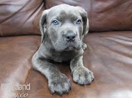 2 black females with very, very small white spot under chin, 1 formentino female, and 1 black. Cane Corso Dog Male Brindle And Blue 2642360 Petland Frisco Tx
