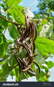 Image result for Fernandoa