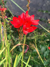 Image result for Hesperantha petitiana