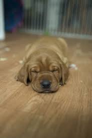 Give us a call with your training or dog needs! Fox Red Lab Puppies For Sale Wisconsin Lab Puppies Red Lab Puppies Red Lab