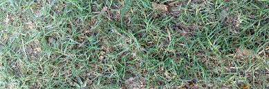 Winter maintenance tips for bermudagrass lawn. Best Herbicide Products For Getting Rid Of Bermudagrass Solutions Pest Lawn