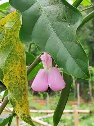 Image result for Canavalia