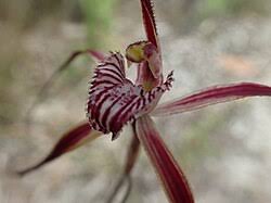 Image result for Gnidia chapmanii