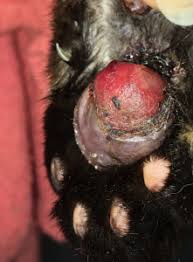 Sometimes doctors prescribe corticosteroids or other drugs that reduce your immune response. Plasma Cell Pododermatitis In Lacey Wa Dermatology Clinic For Animals