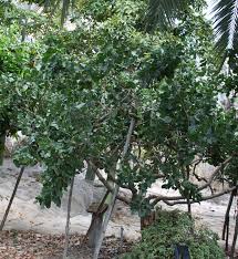 Pistachio Tree How To Grow Care Pistachio Tree Plants Pistachio