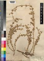 Image result for Psilotrichum