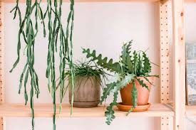 Image result for Rhipsalis baccifera