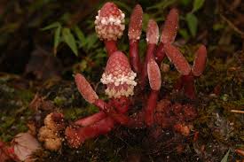 Image result for Balanophoraceae