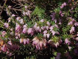 Image result for Erica whyteana