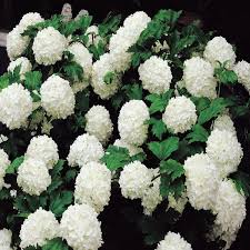 Avenue tree seeds forestry seeds flowering plant. Buy Viburnum Opulus Sterile Snowball Shrub Best Value For Money Gardens4you