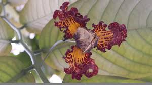 Image result for Monodora junodii