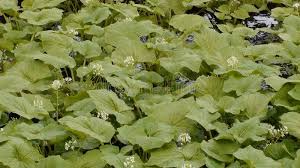 Check spelling or type a new query. Wasabi Stock Photo Image Of Leaf Spicy Wasabi Roots 99833956