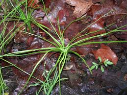 Image result for Isoetaceae