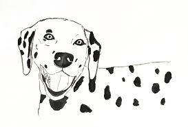 How to draw a dog step by step? Spotlight On The Dalmatian Spot Magazine