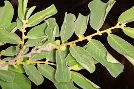 Image result for Bridelia mollis