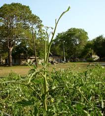 We did not find results for: In The Garden Tomato Hornworms Or Tobacco Hornworms Schneiderpeeps