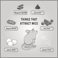 How To Get Ride Of Mice In Five Steps Getting Rid Of Mice Mice Repellent Rat Traps