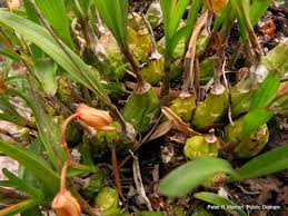 Image result for Polystachya ottoniana