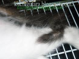 Kucing merupakan seekor haiwan peliharaan yang comel dan dapat membuatkan hari anda menjadi ceria dengan melihat telatah dan sifat yang dimiliki oleh mereka. Kucing Utara Bulu Ekor Kucing Gugur Dan Membotak