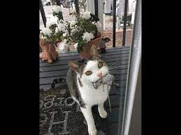 Try Not To Laugh 2019 Funny Cat Compilation 2019 Funny Animals Videos Youtube Funny Cat Compilation Funny Animal Videos Funny Cats