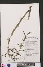 Image result for Renealmia africana