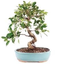 Image result for Ficus barteri