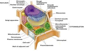 We did not find results for: Plant Cell Biology Pdf Reddit P Dangelico Read Online