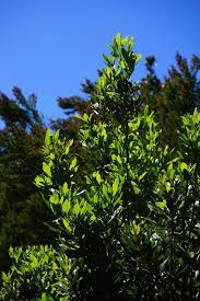 37 Common Plants That Are Poisonous To Dogs