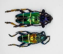 Image result for Sphaeranthus chandleri