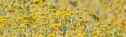 Image result for Helichrysum candolleanum